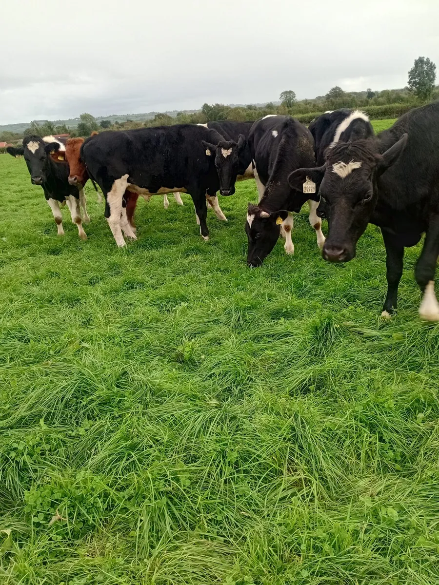 12 friesan bullocks 340 to 380 kgs - Image 2