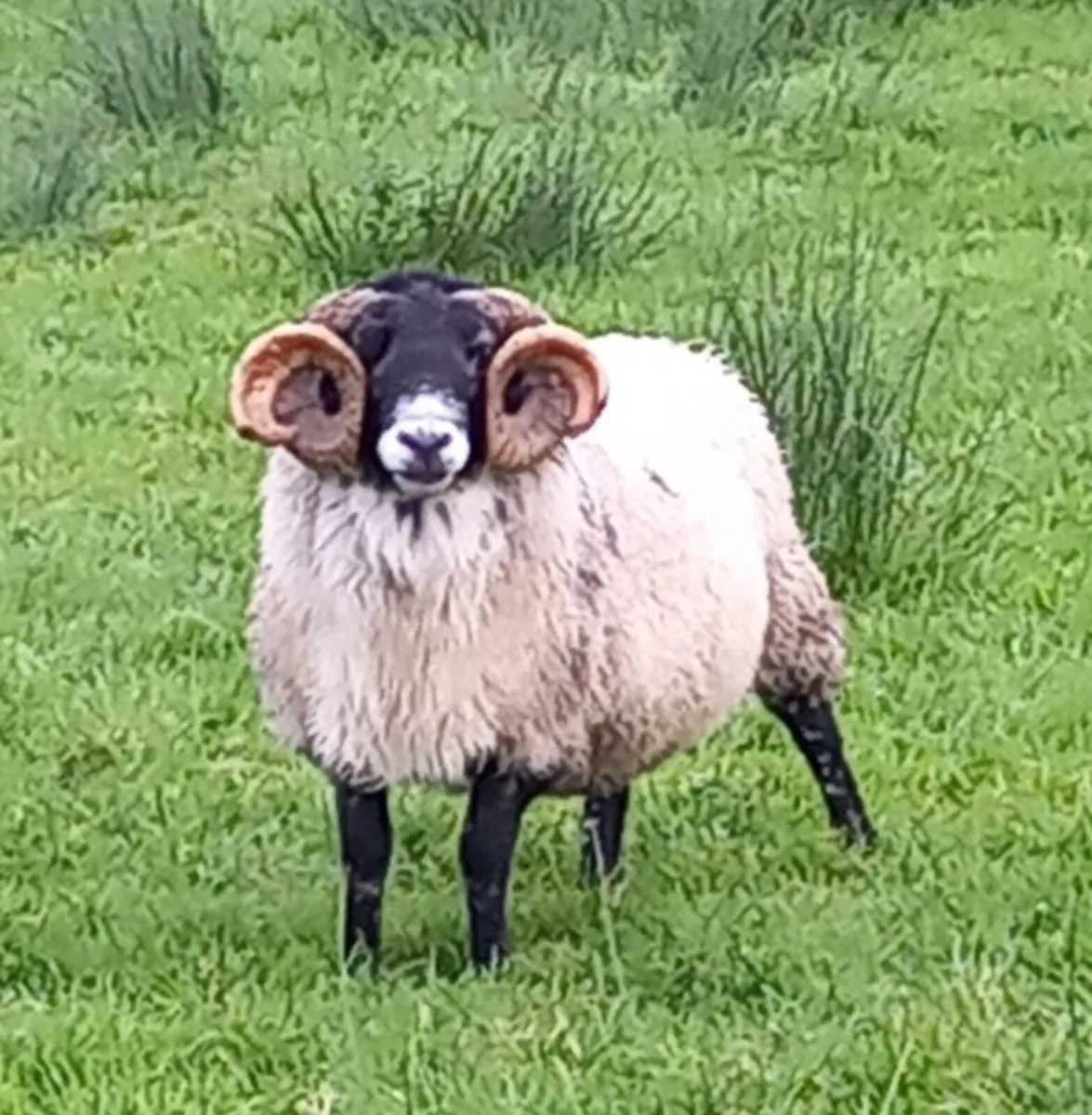 Horned Ram - Image 1