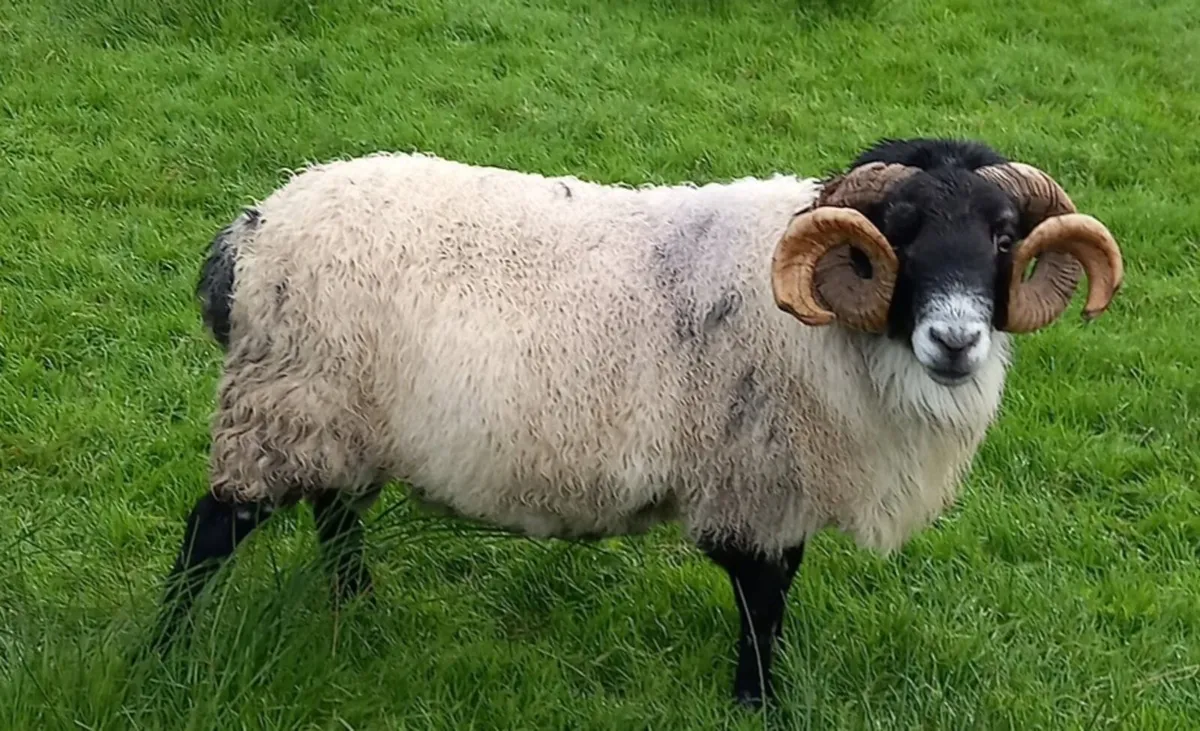 Horned Ram - Image 2