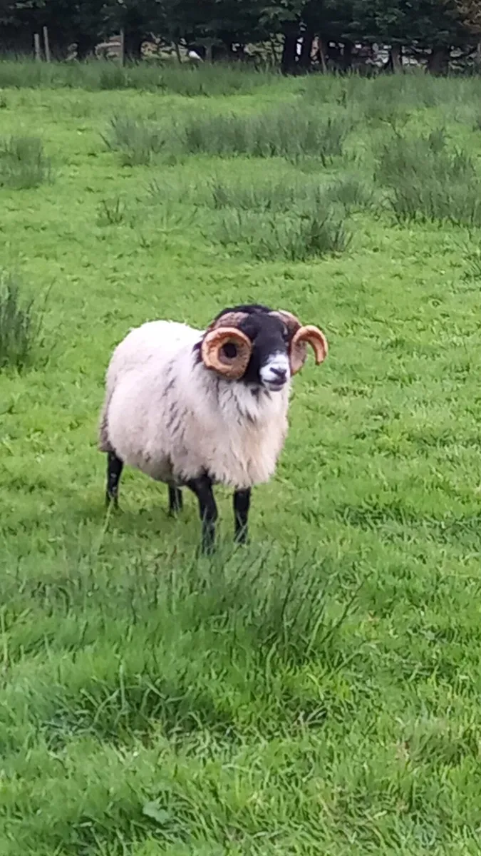 Horned Ram - Image 3