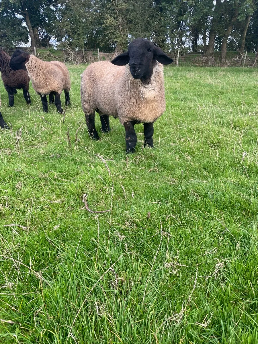 Suffolk ram lambs - Image 3