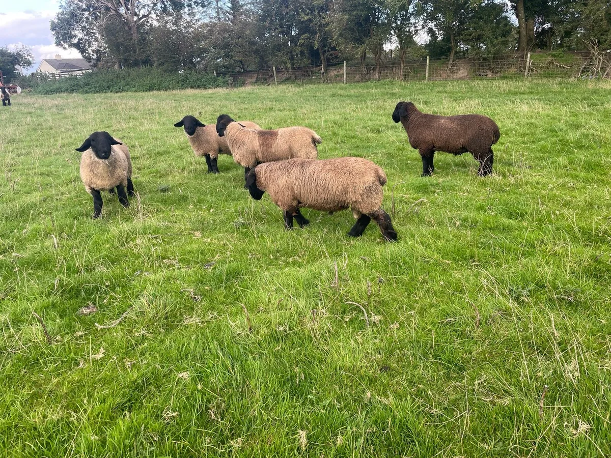 Suffolk ram lambs - Image 4