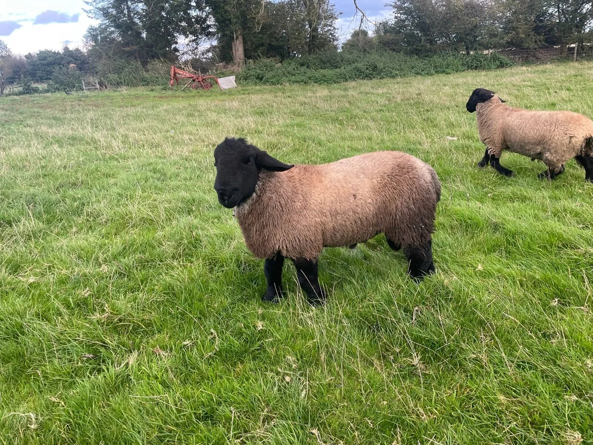 Suffolk ram lambs - Image 2