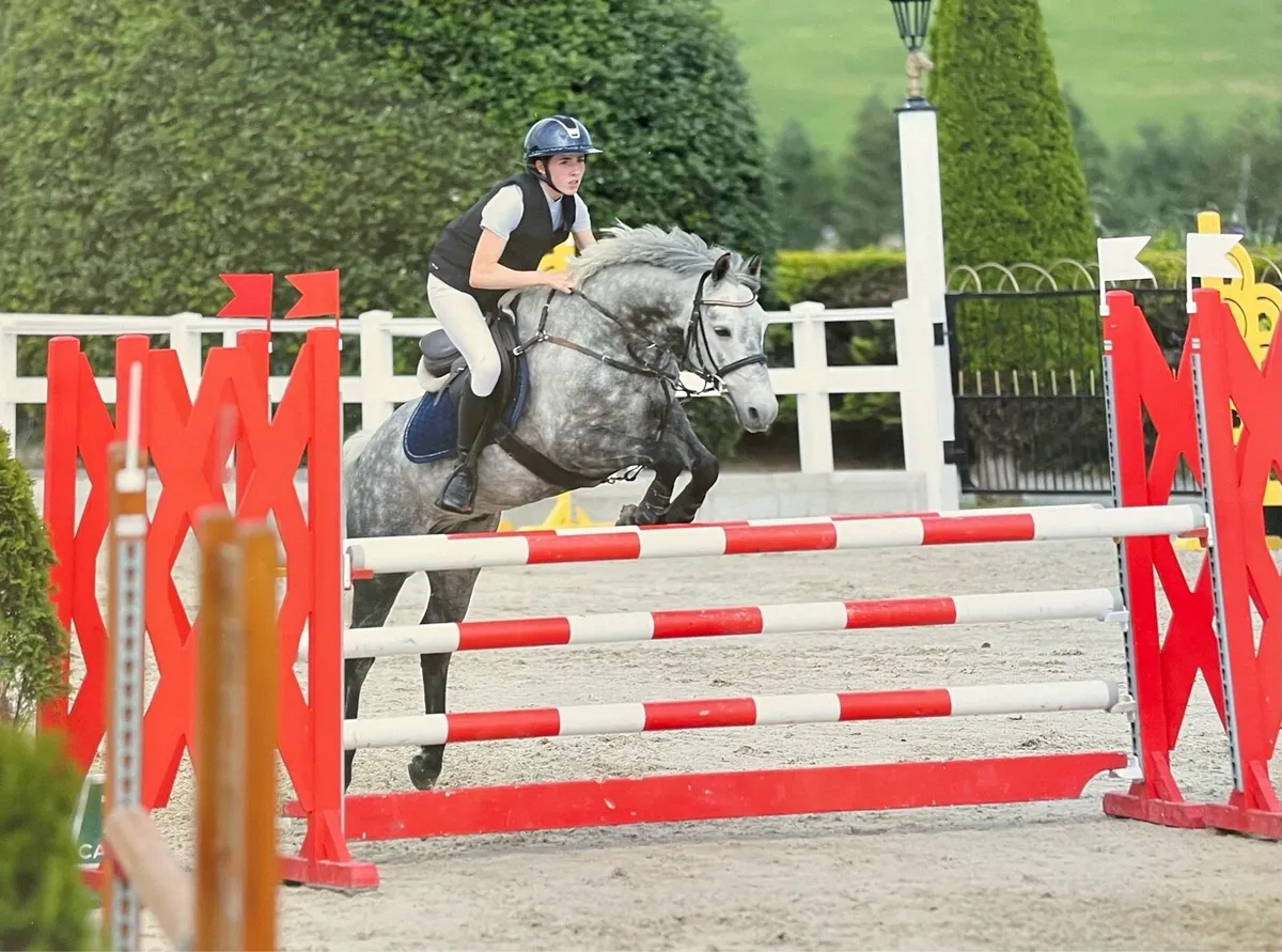 148cm Grade A showjumping pony - Image 1