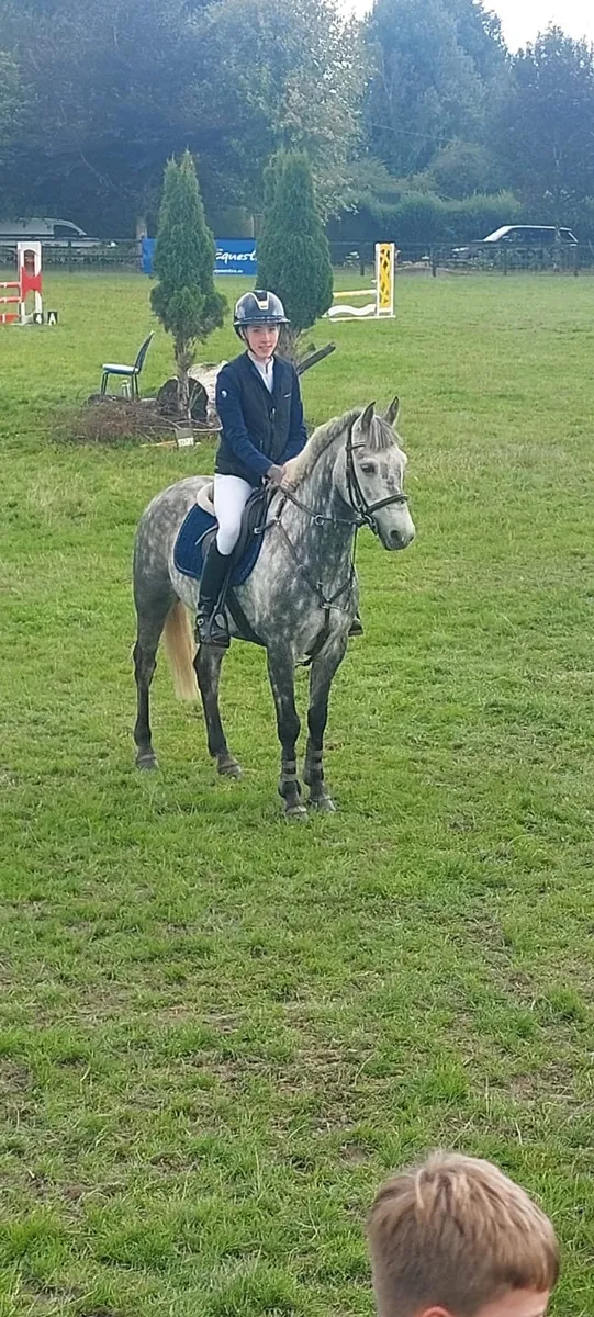 148cm Grade A showjumping pony - Image 2