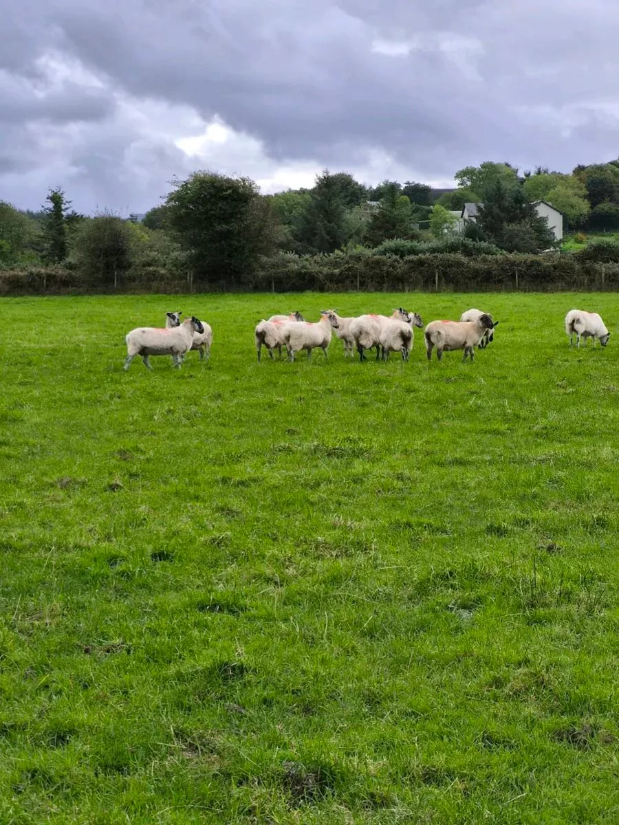 Sheep - Image 1