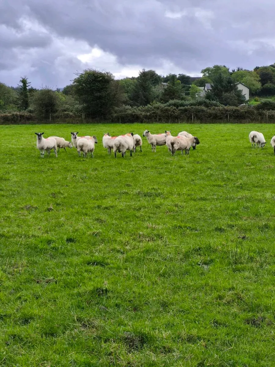 Sheep - Image 2