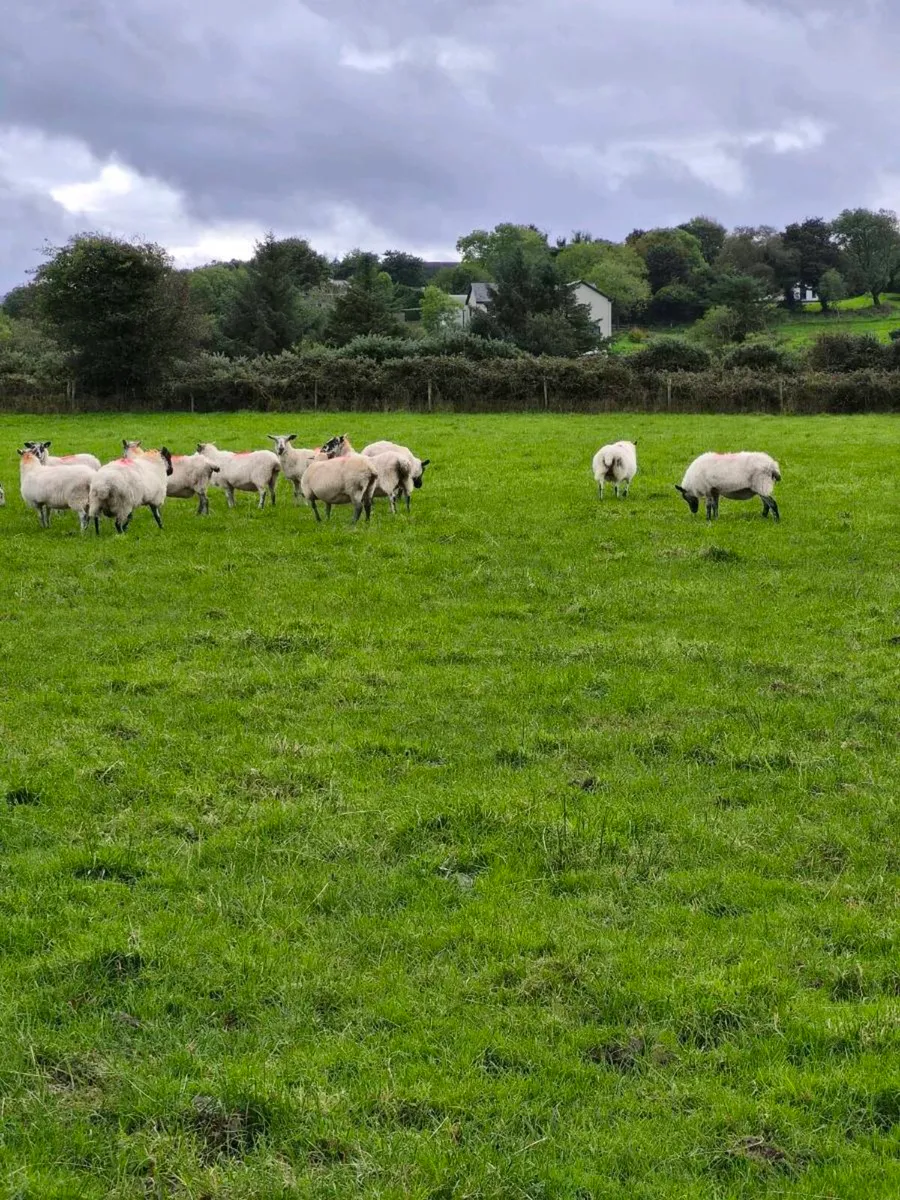 Sheep - Image 3