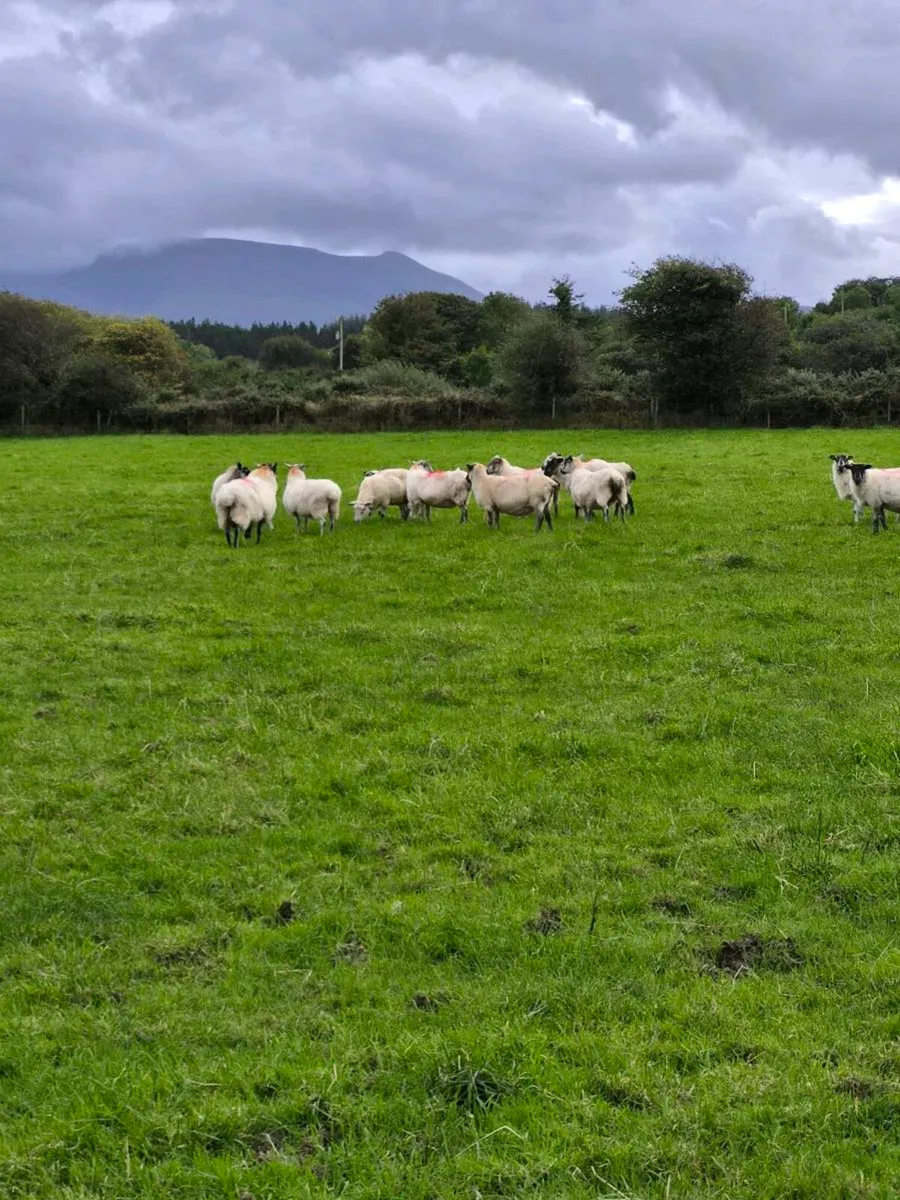 Sheep - Image 4