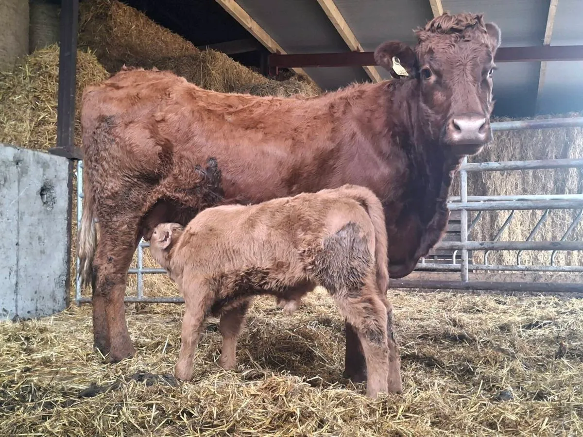 Saler cow with Charolais bull calf - Image 1