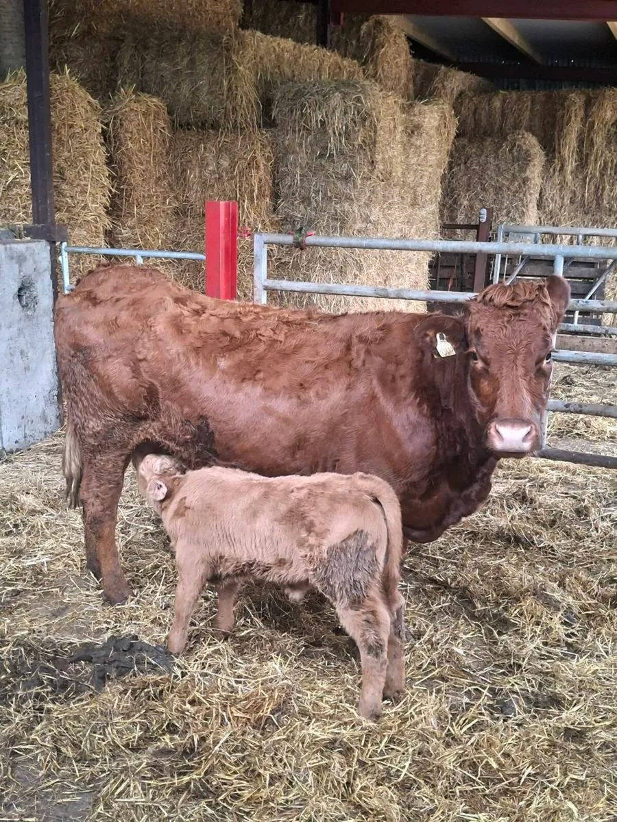 Saler cow with Charolais bull calf - Image 2