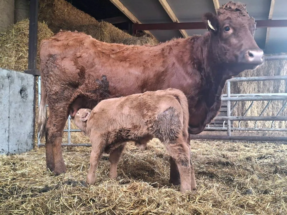 Saler cow with Charolais bull calf - Image 3