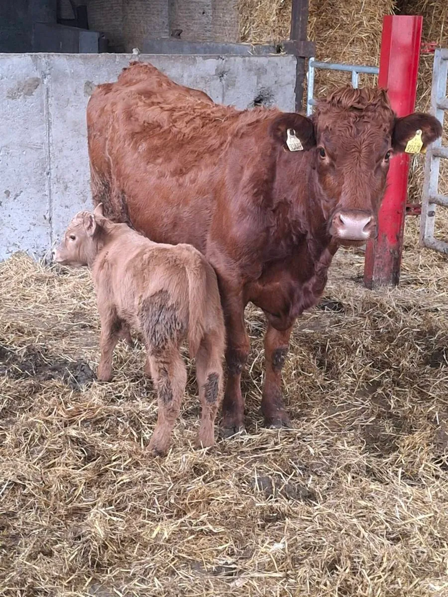 Saler cow with Charolais bull calf - Image 4