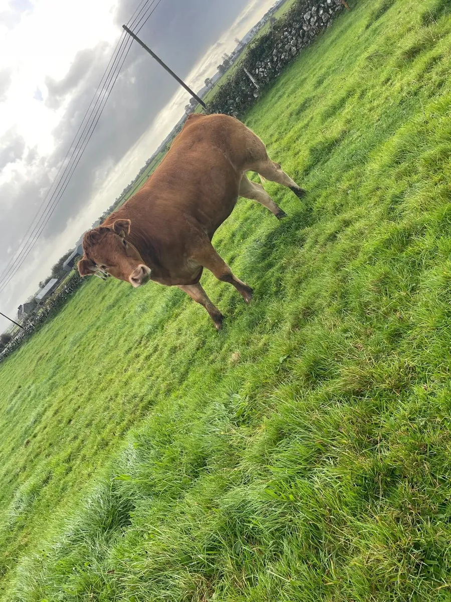 5 breeding heifers for tuam mart monday 28th - Image 1