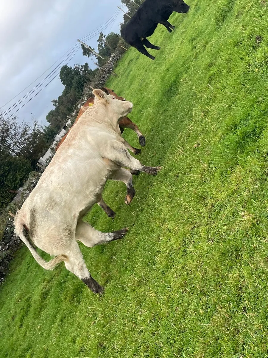 5 breeding heifers for tuam mart monday 28th - Image 2