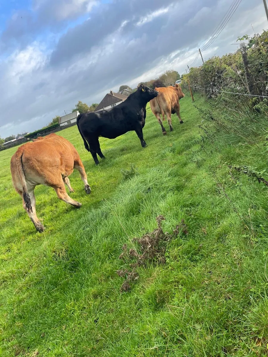 5 breeding heifers for tuam mart monday 28th - Image 3