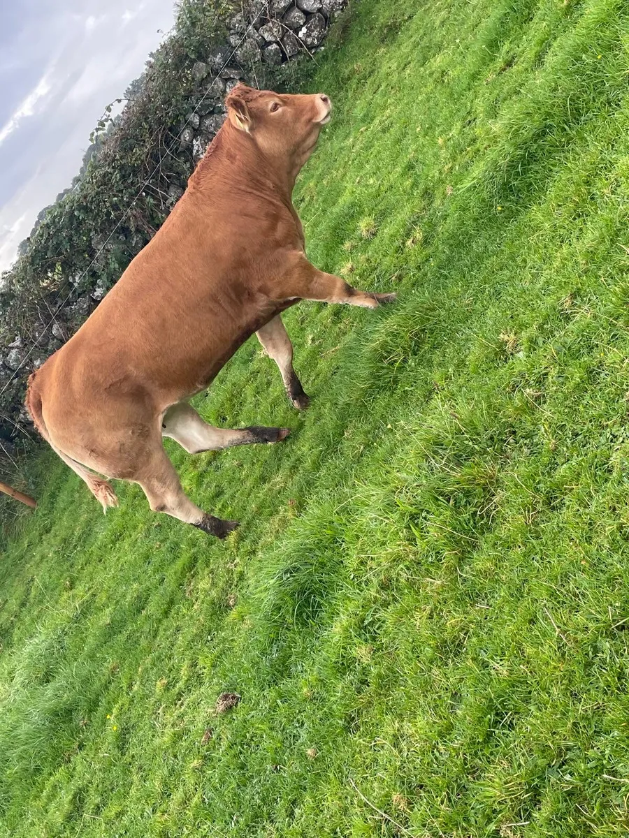 5 breeding heifers for tuam mart monday 28th - Image 4