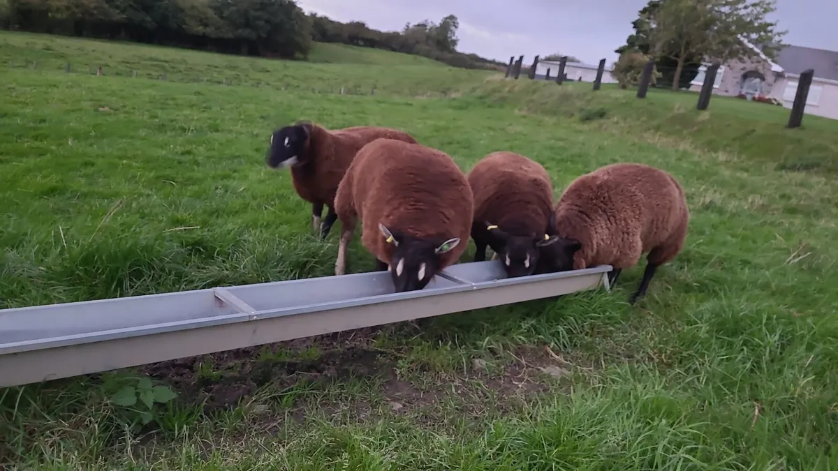 Ram lambs - Image 3