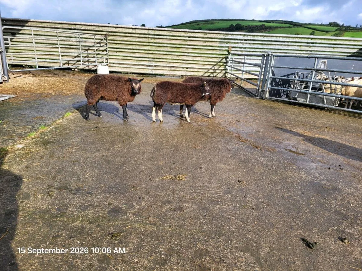 Ram lambs - Image 1