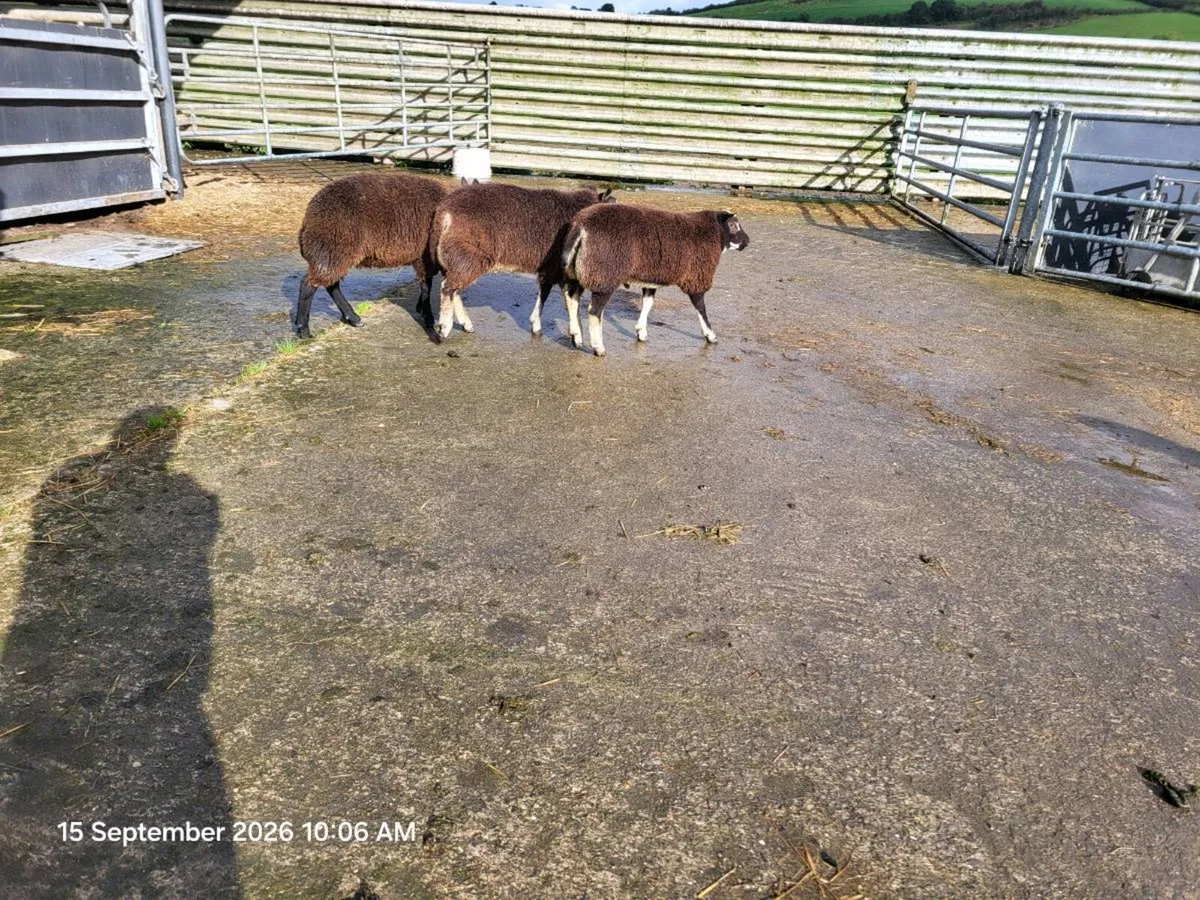Ram lambs - Image 2
