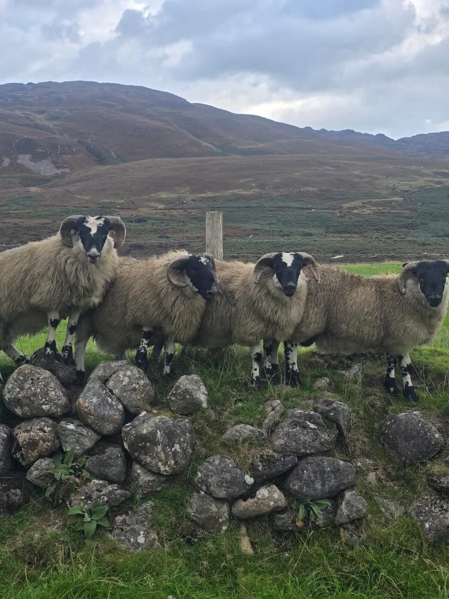 Scotch blackfaced Ram lambs - Image 1