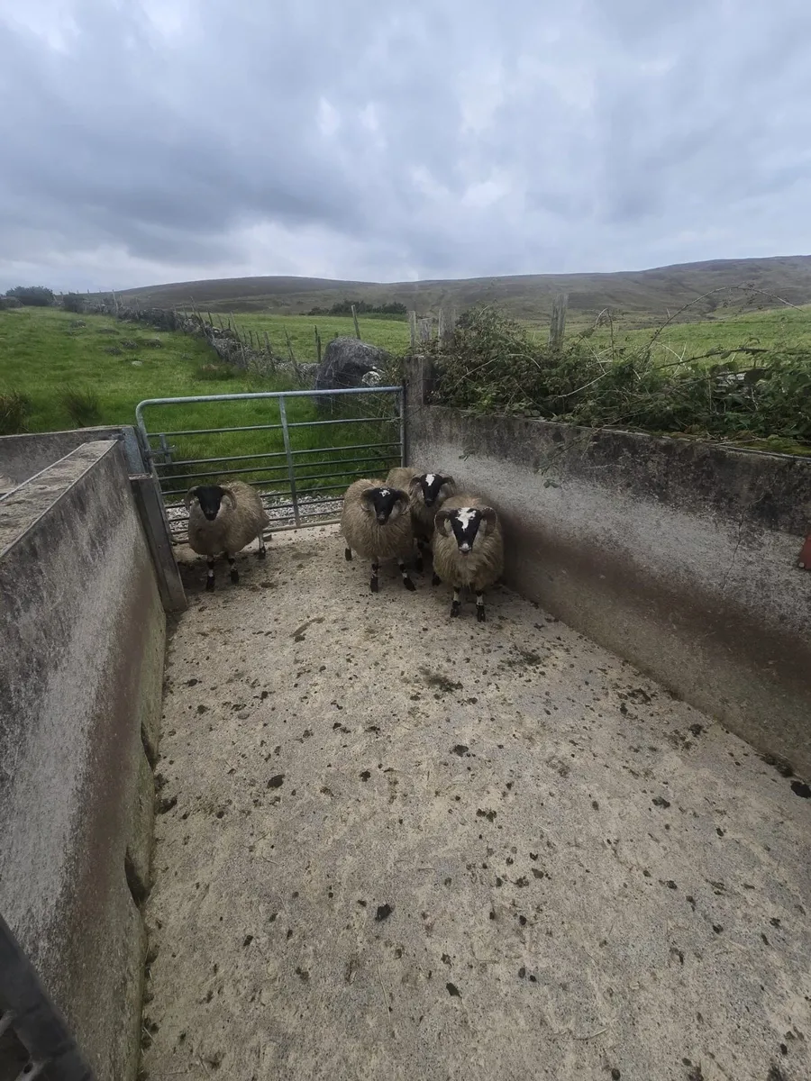 Scotch blackfaced Ram lambs - Image 2