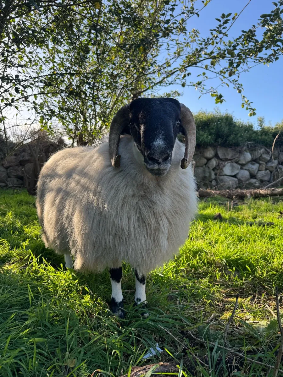 Mourne Blackface Ram Lamb - Image 2