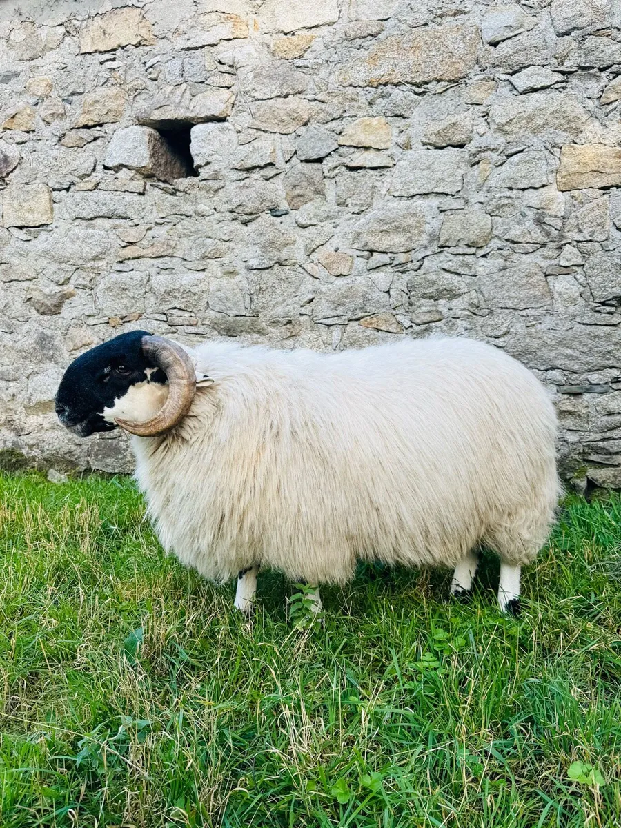 Mourne Blackface Ram Lamb - Image 1