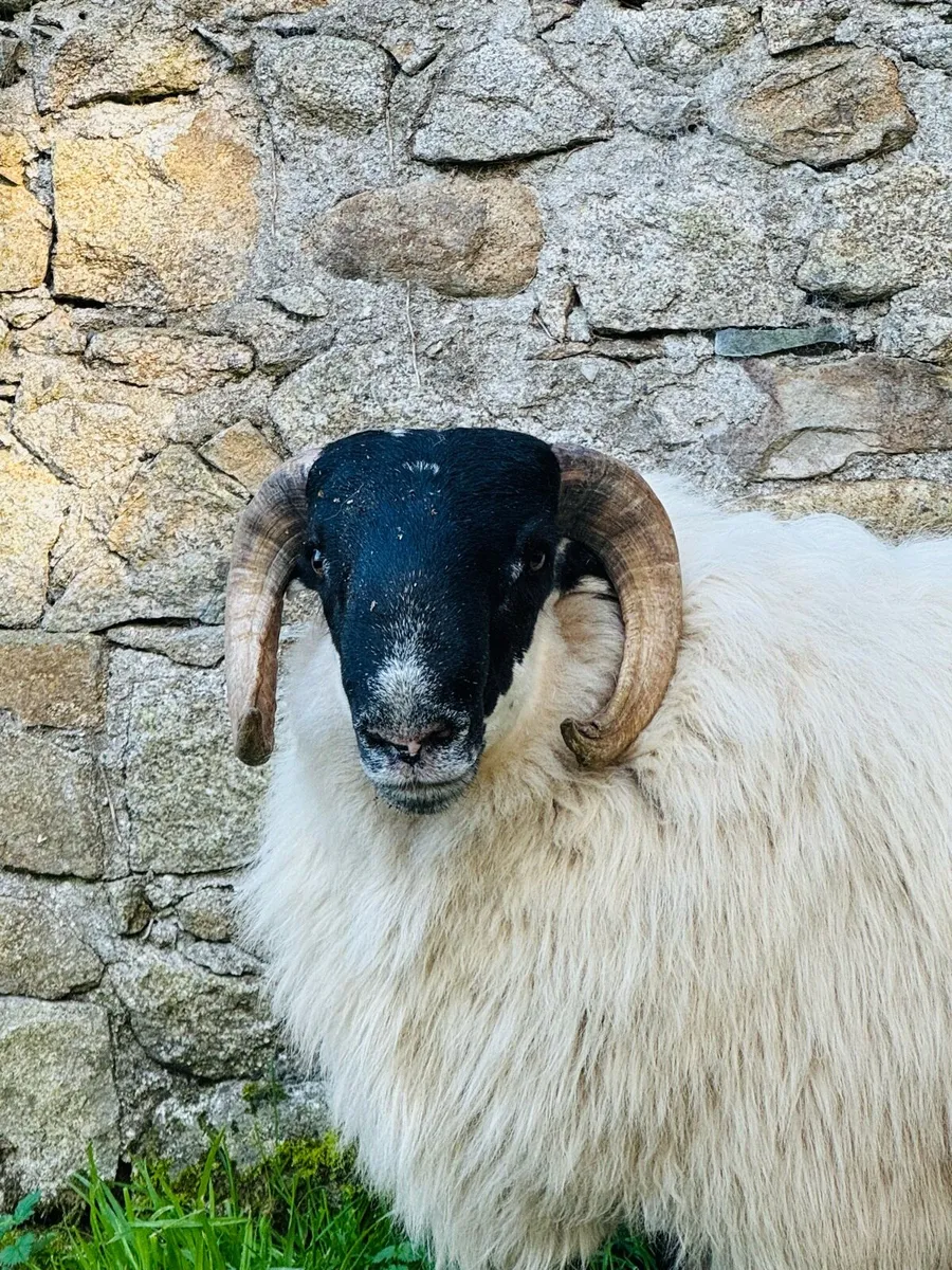 Mourne Blackface Ram Lamb - Image 3