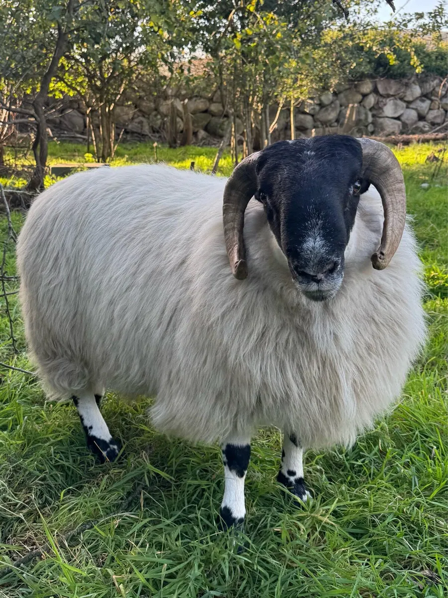 Mourne Blackface Ram Lamb - Image 4