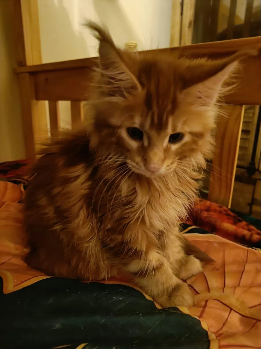 Maine Coon Iker(WCF registered) for sale. - Image 1