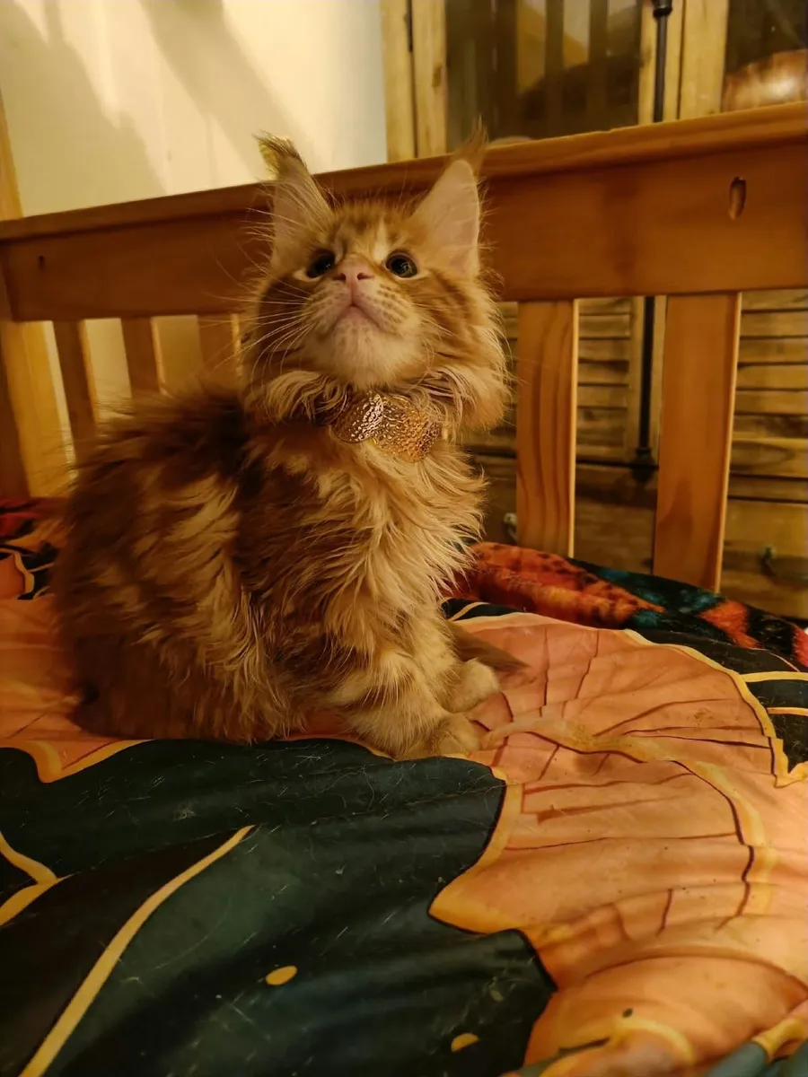 Maine Coon Iker(WCF registered) for sale. - Image 2
