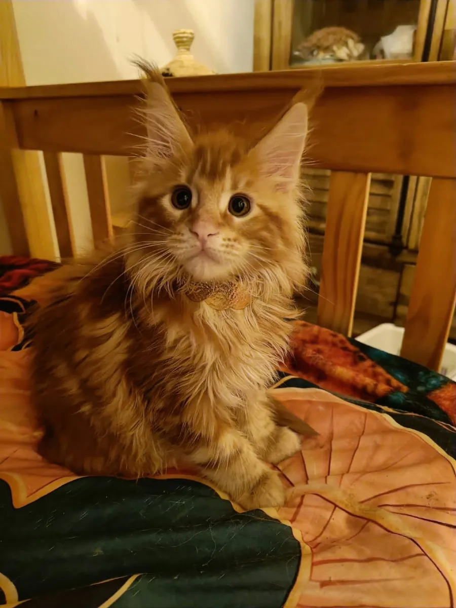 Maine Coon Iker(WCF registered) for sale. - Image 3