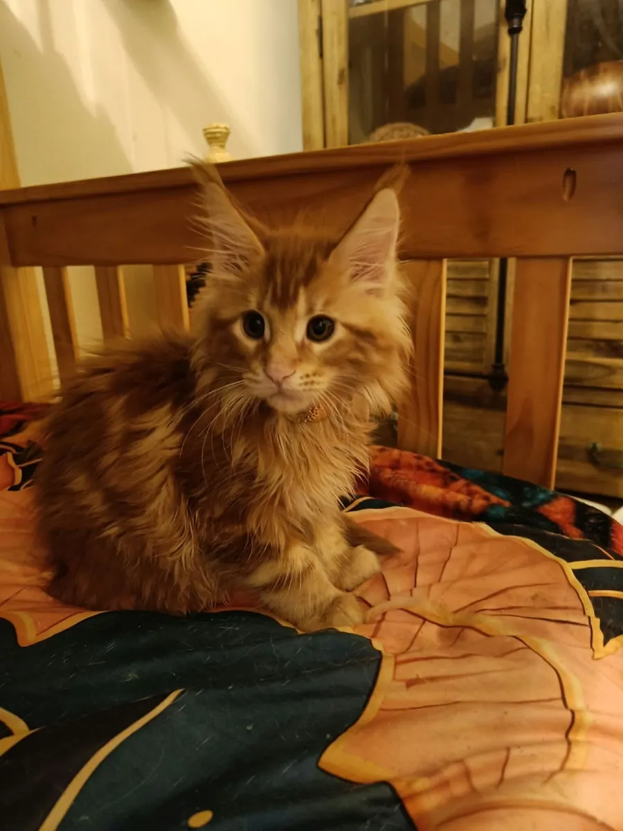 Maine Coon Iker(WCF registered) for sale. - Image 4