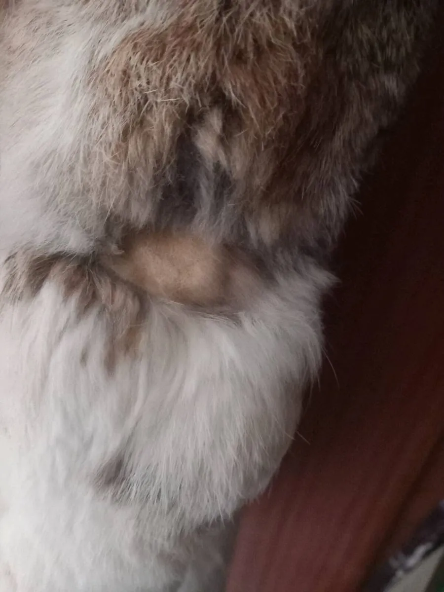 Rabbit Skin Fur Coat (xs size 6-8) - Image 3