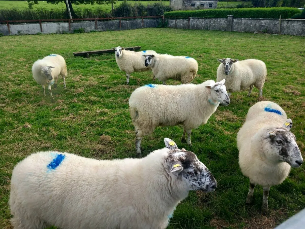CHEVOIT EWE HOGGETS - Image 1