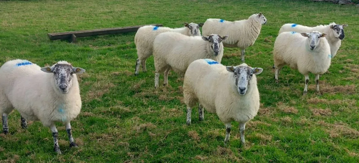 CHEVOIT EWE HOGGETS - Image 2
