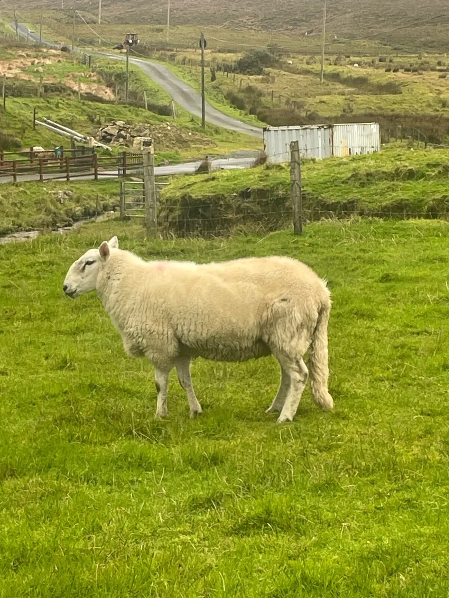 Cheviot Hogget Ram PBRN - Image 1