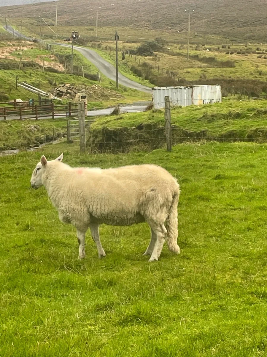 Cheviot Hogget Ram PBRN - Image 2