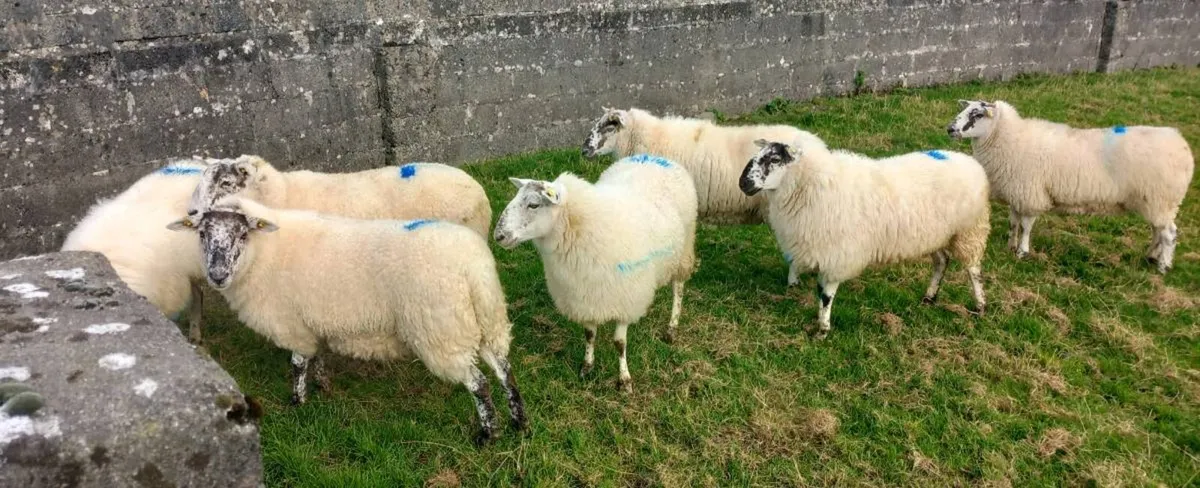 CHEVOIT EWE HOGGETS - Image 3