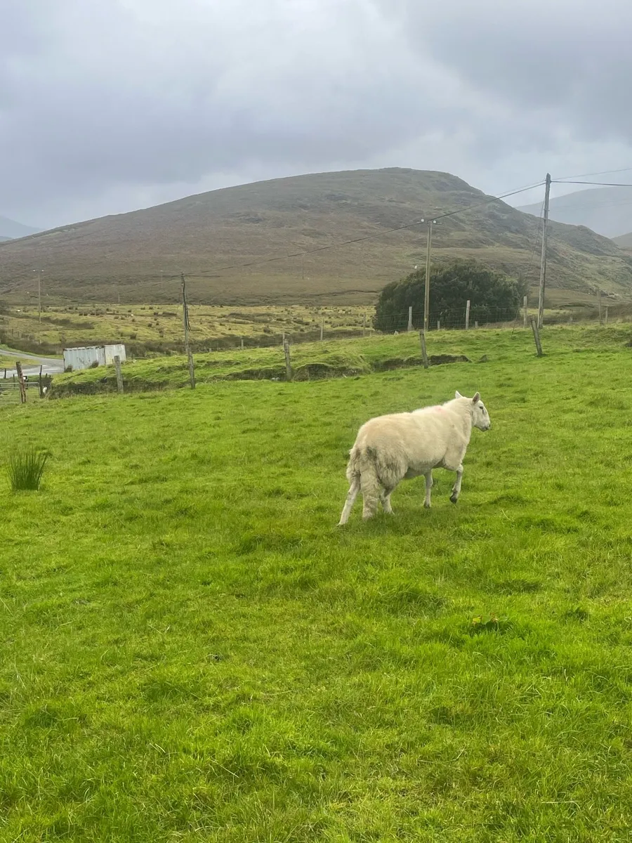 Cheviot Hogget Ram PBRN - Image 4