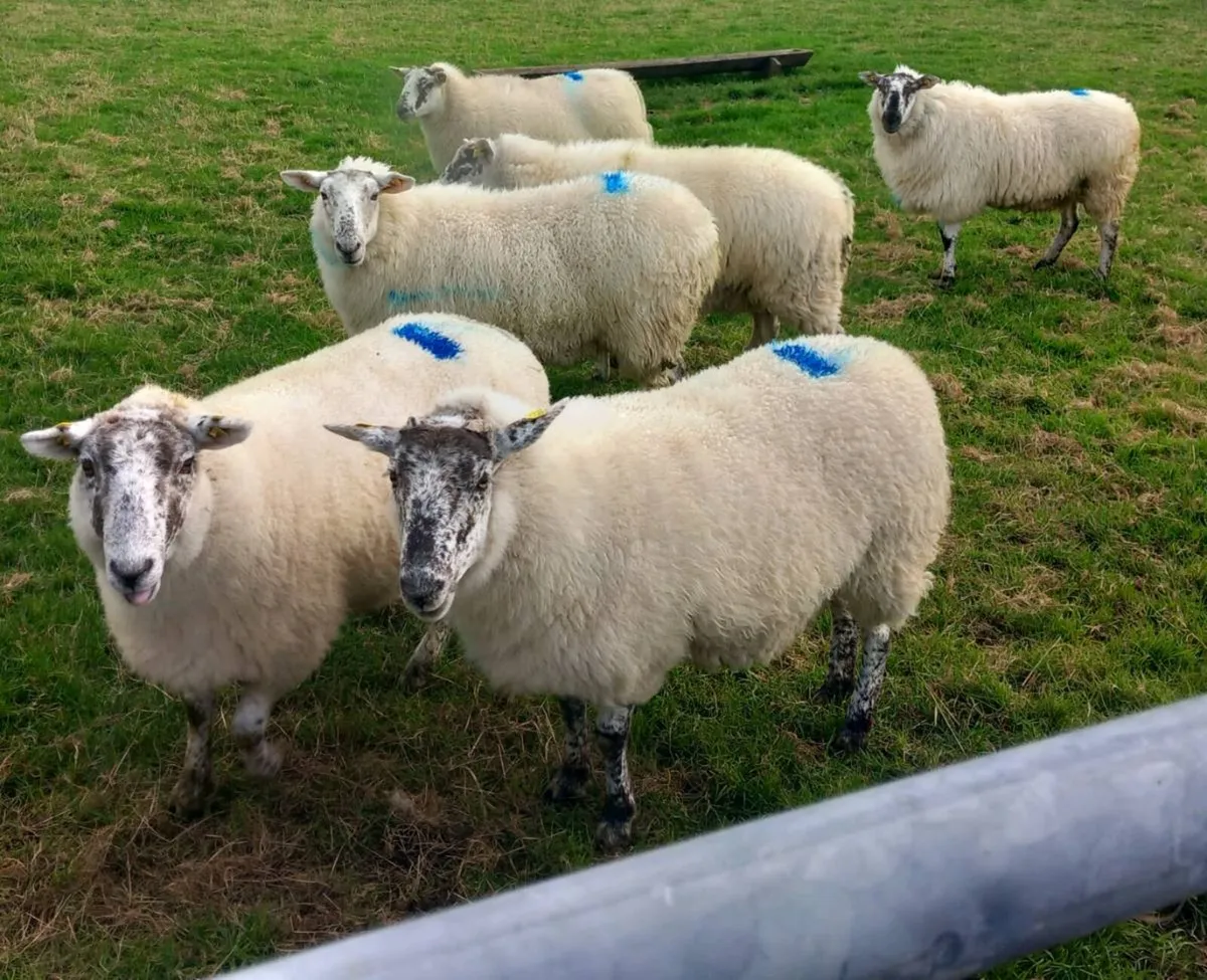 CHEVOIT EWE HOGGETS - Image 4