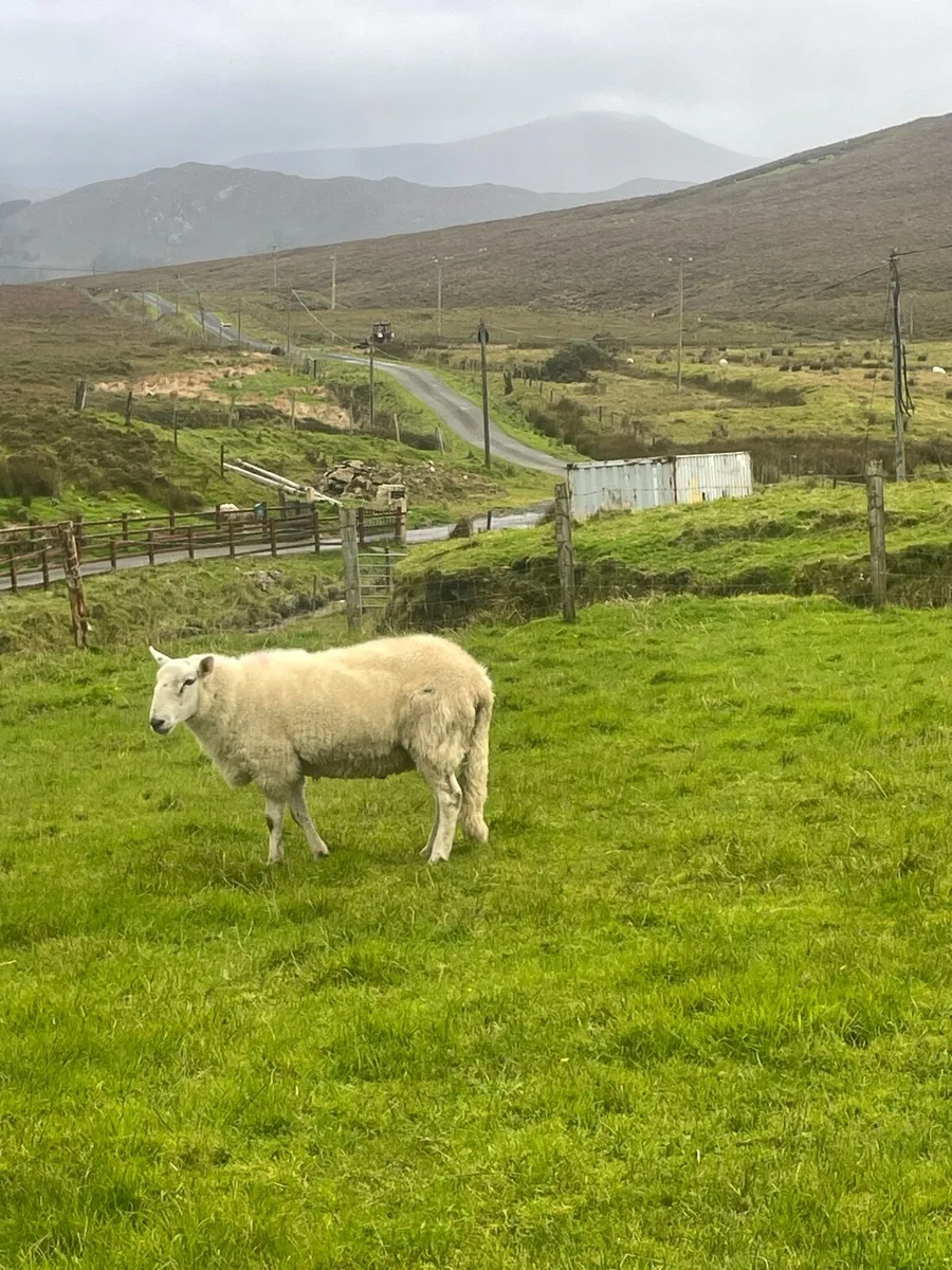 Cheviot Hogget Ram PBRN - Image 3
