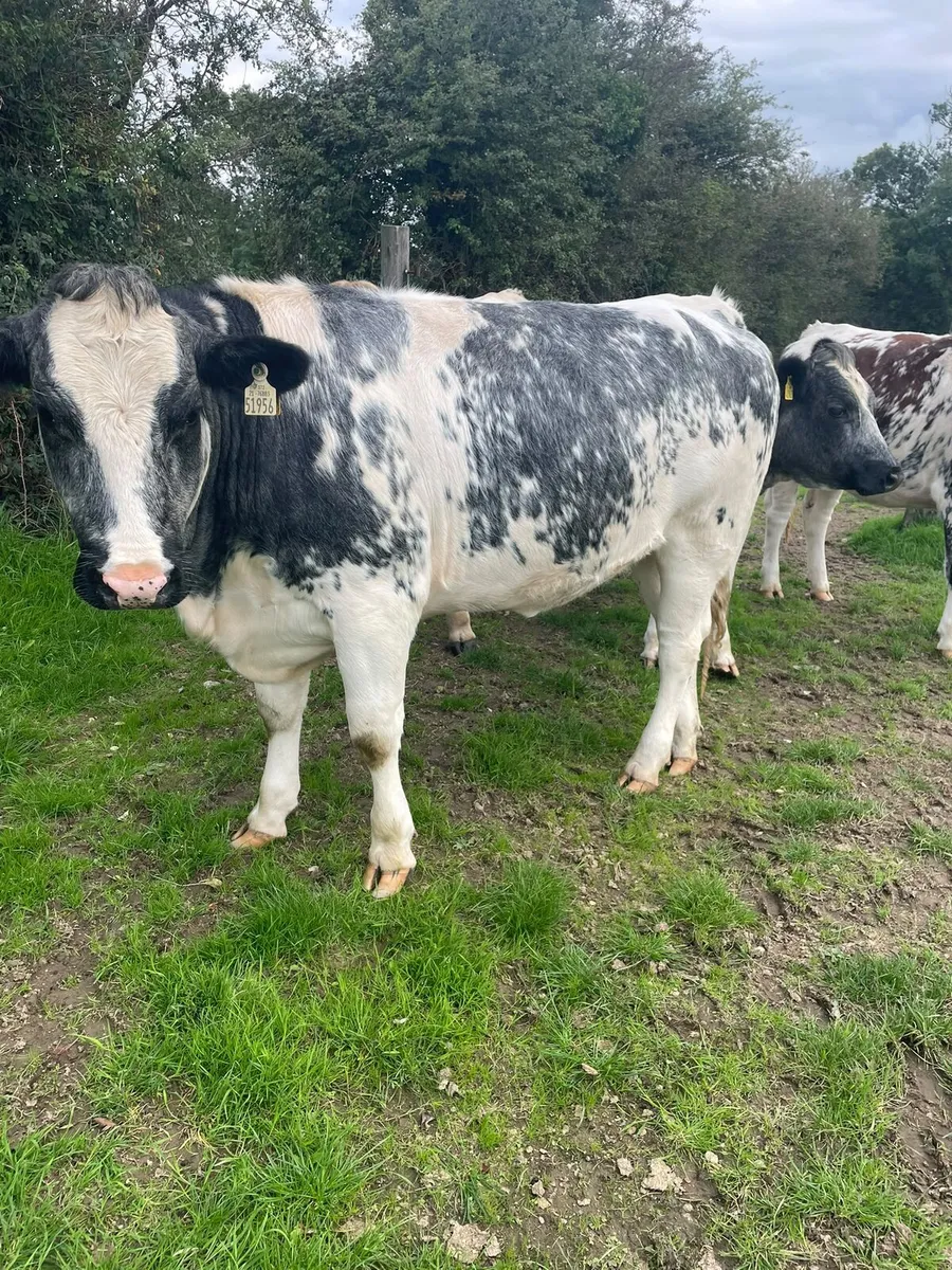 Heifers - Image 1