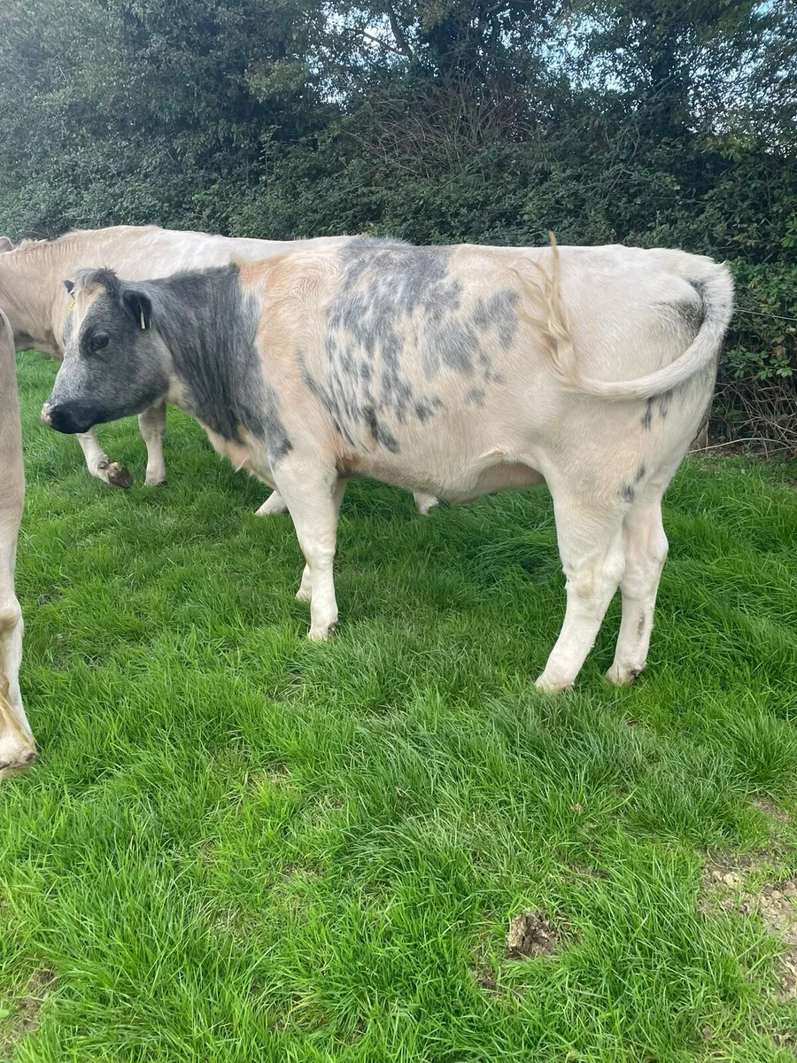 Heifers - Image 2