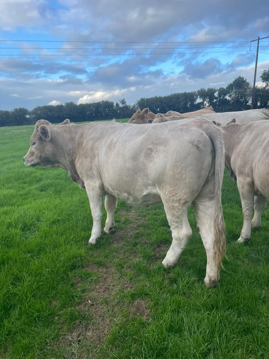 Heifers - Image 3
