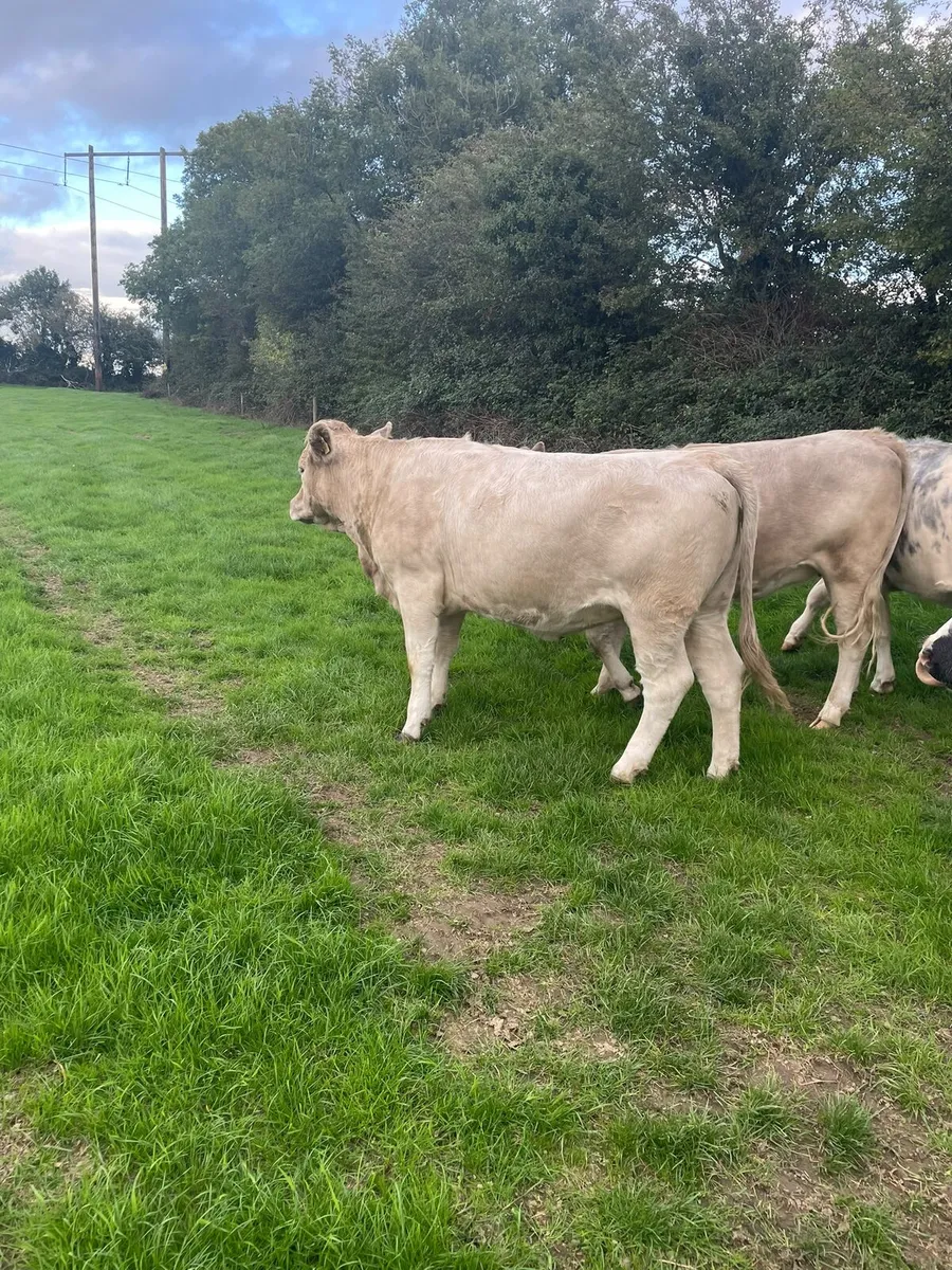 Heifers - Image 4