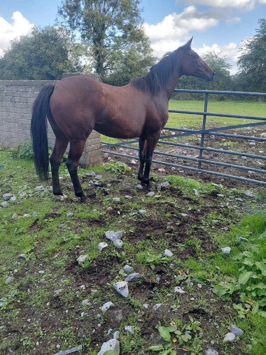 Mare for sale