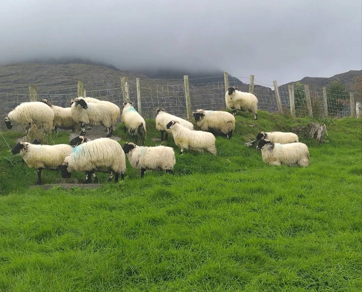 Swale x Lanark ewe lambs - Image 1