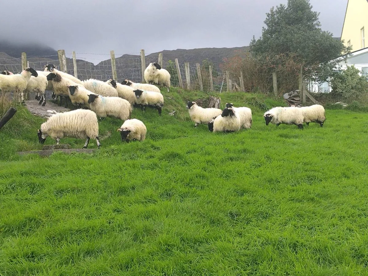 Swale x Lanark ewe lambs - Image 2